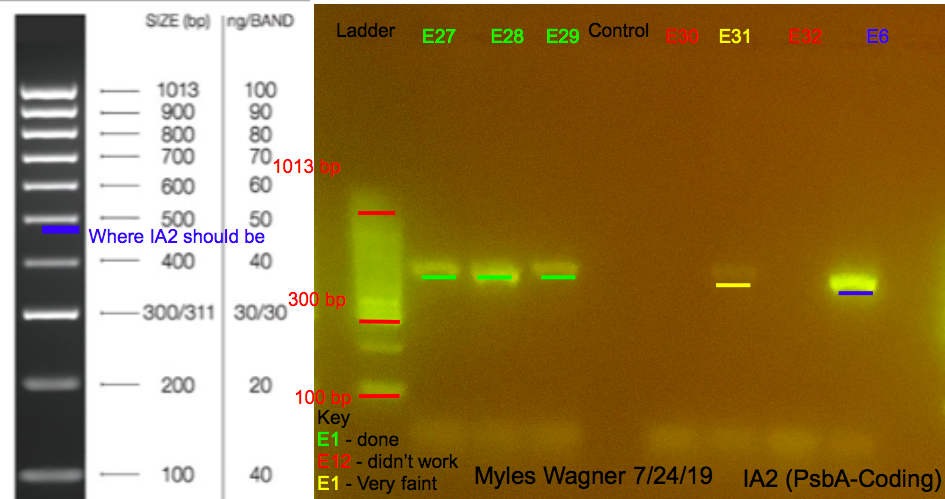 7/24/19 IA2 Gel #3 07-24-19_IA2_Gel3
