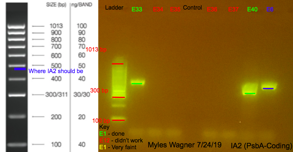 7/24/19 IA2 Gel #4 07-24-19_IA2_Gel4