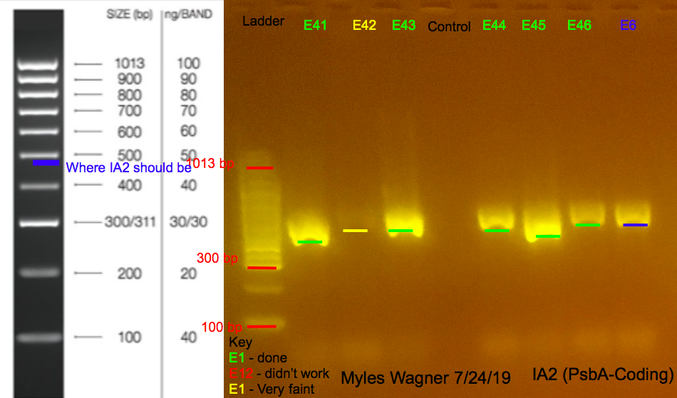 07-24-19_IA2_Gel5