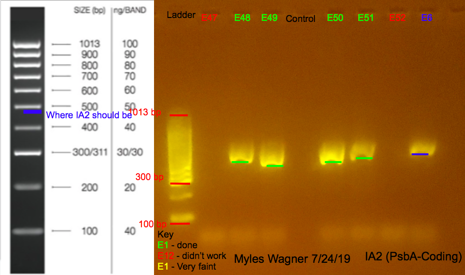07-24-19_IA2_Gel6