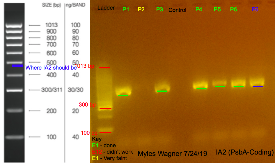 7/24/19 IA2 Gel #7 07-24-19_IA2_Gel7