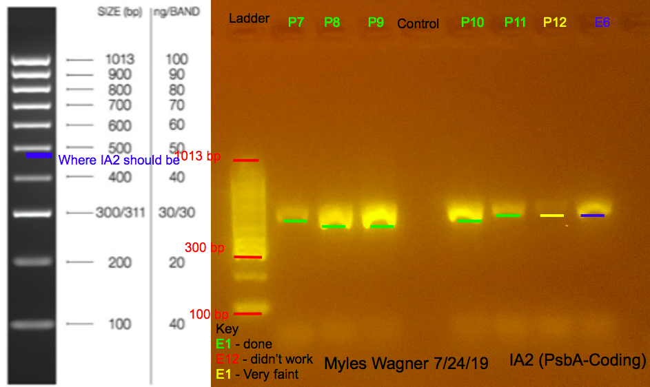 7/24/19 IA2 Gel #8 07-24-19_IA2_Gel8