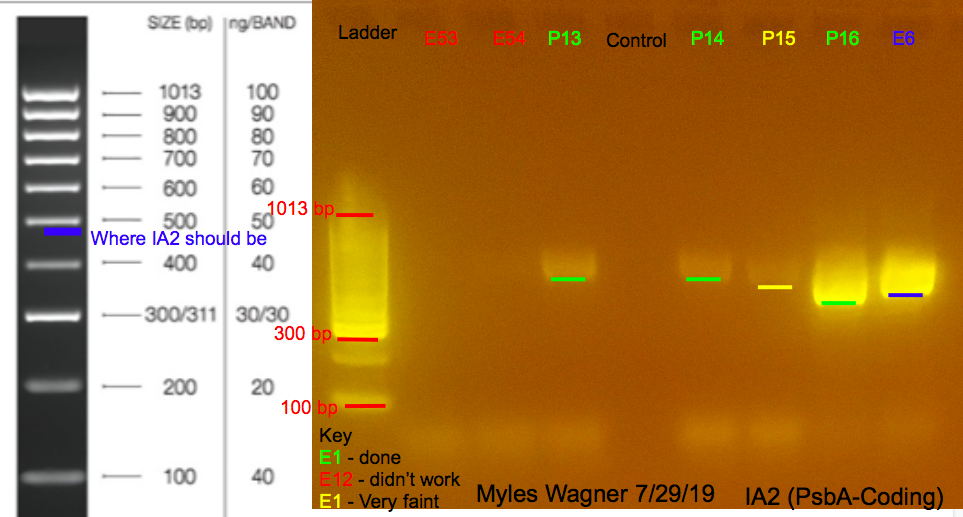 7/29/19 IA2 Gel #1 07-29-19_IA2_Gel1