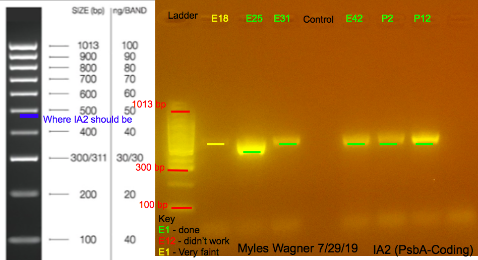 7/29/19 IA2 Gel #2 07-29-19_IA2_Gel2