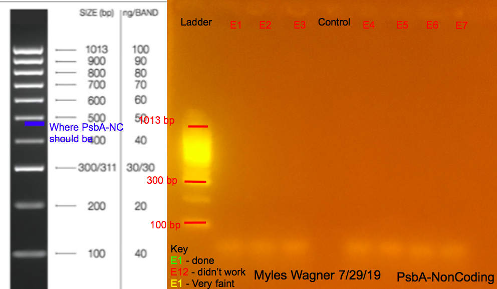7/29/19 PsbA-NC Gel #1 07-29-19_PsbA-NC_Gel1