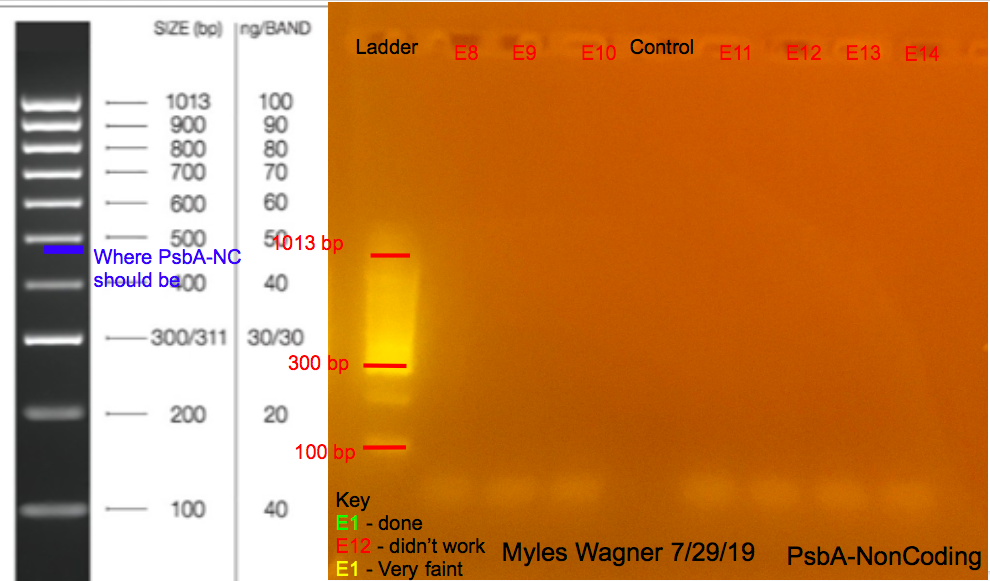 7/29/19 PsbA-NC Gel #2 07-29-19_PsbA-NC_Gel2