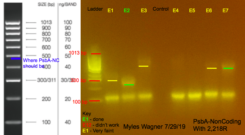 7/29/19 PsbA-NC Gel #3 07-29-19_PsbA-NC_Gel3