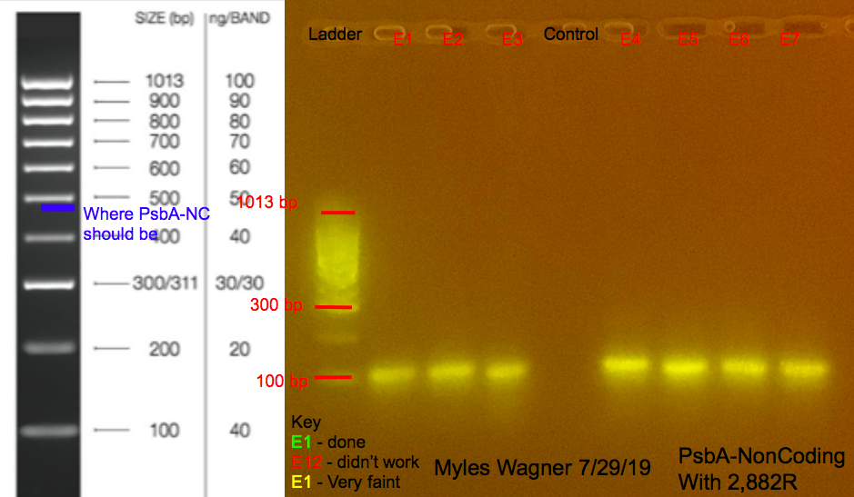 7/29/19 PsbA-NC Gel #4 07-29-19_PsbA-NC_Gel4