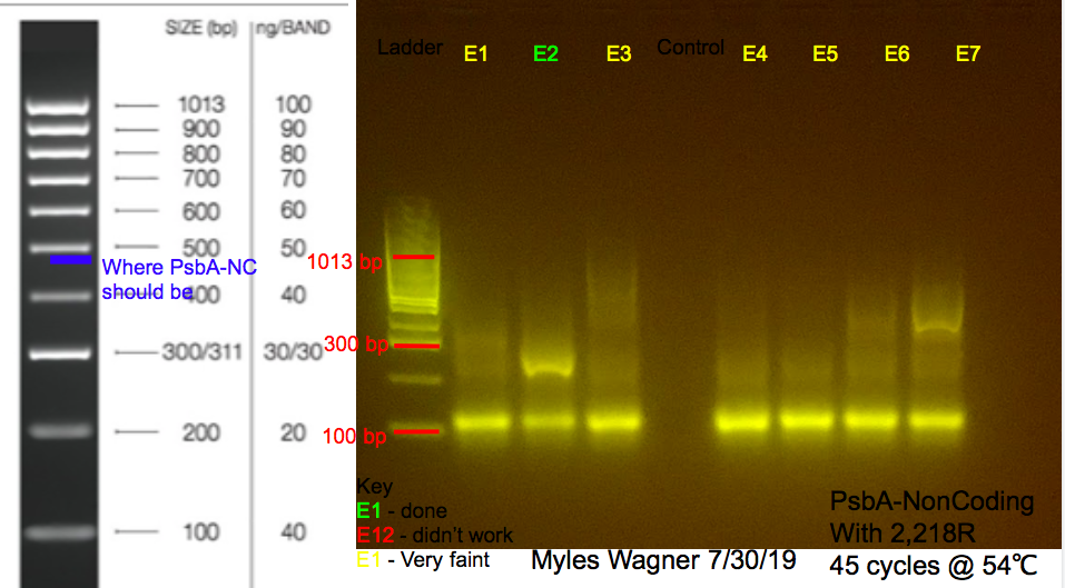 7/30/19 PsbA-NC Gel #1 07-30-19_PsbA-NC_Gel1