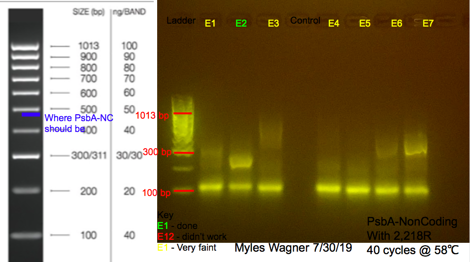 7/30/19 PsbA-NC Gel #2 07-30-19_PsbA-NC_Gel2