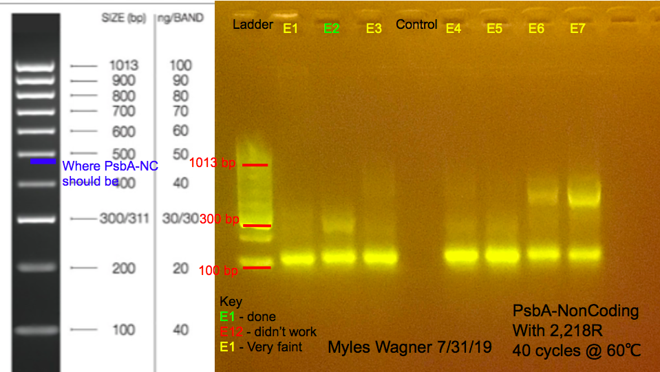 07-31-19_PsbA-NC_Gel1