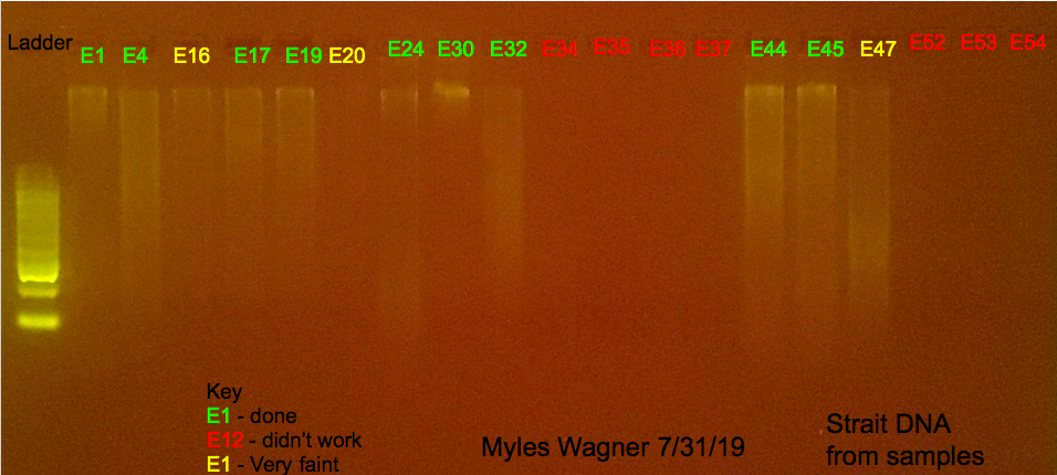 08/05/19 DNA Gel #1 08-05-19_DNA_Gel1