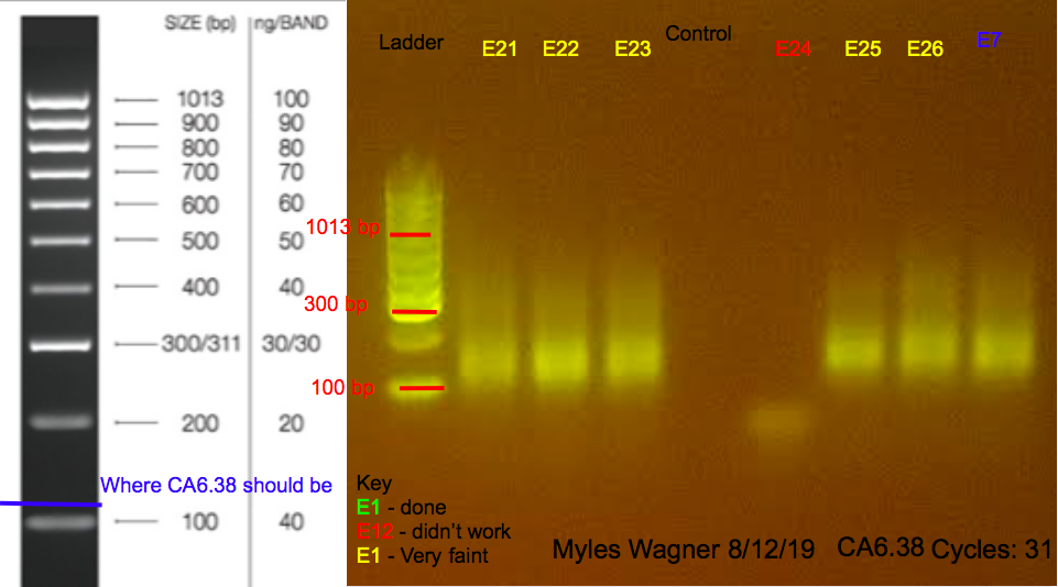 8/12/19 CA6 Gel #2 08-12-19_CA6_Gel2