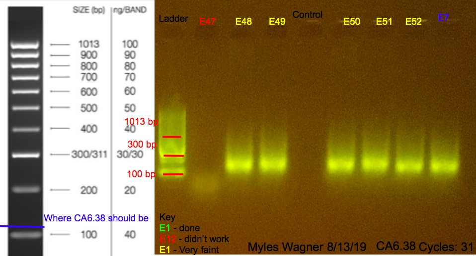 8/12/19 CA6 Gel #6 08-12-19_CA6_Gel6