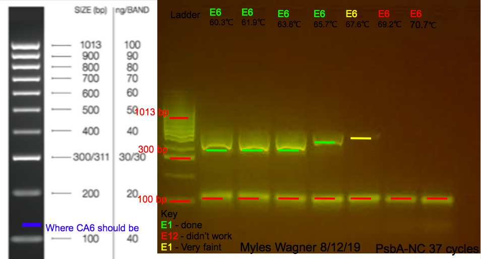 08-12-19_PsbA-NC_Gel1
