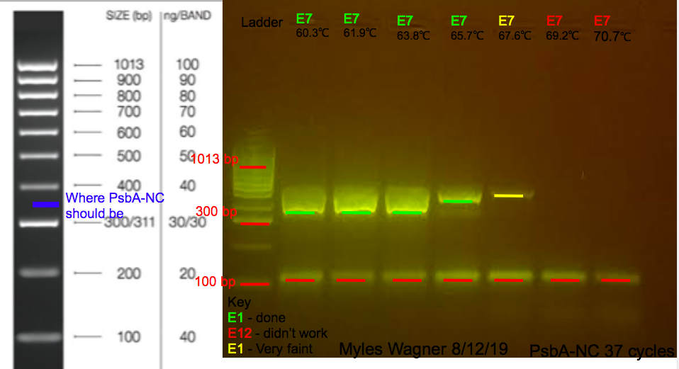 08-12-19_PsbA-NC_Gel2