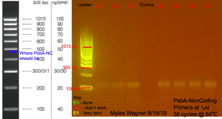 8/13/19 PsbA-NC Gel #1 08-13-19_PsbA-NC_Gel1