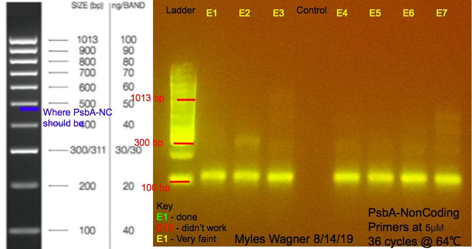 8/13/19 PsbA-NC Gel #2 08-13-19_PsbA-NC_Gel2